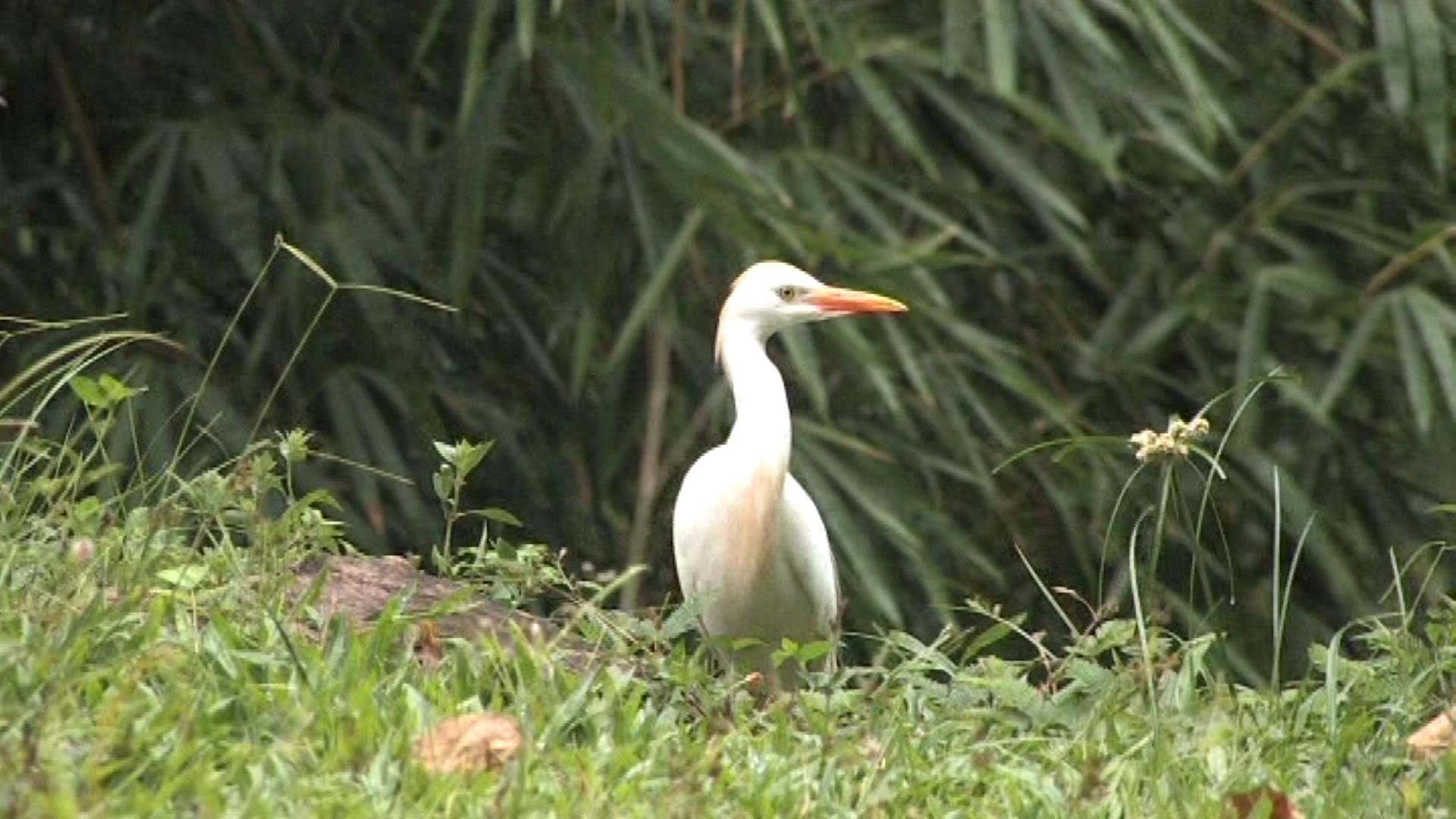 Snowy egret