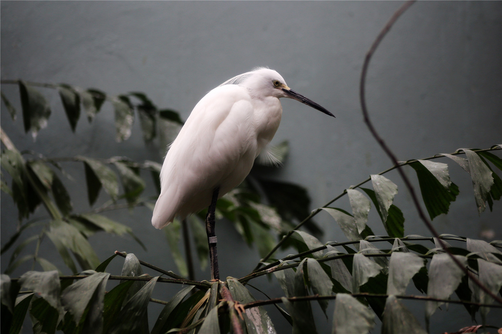Snowy egret