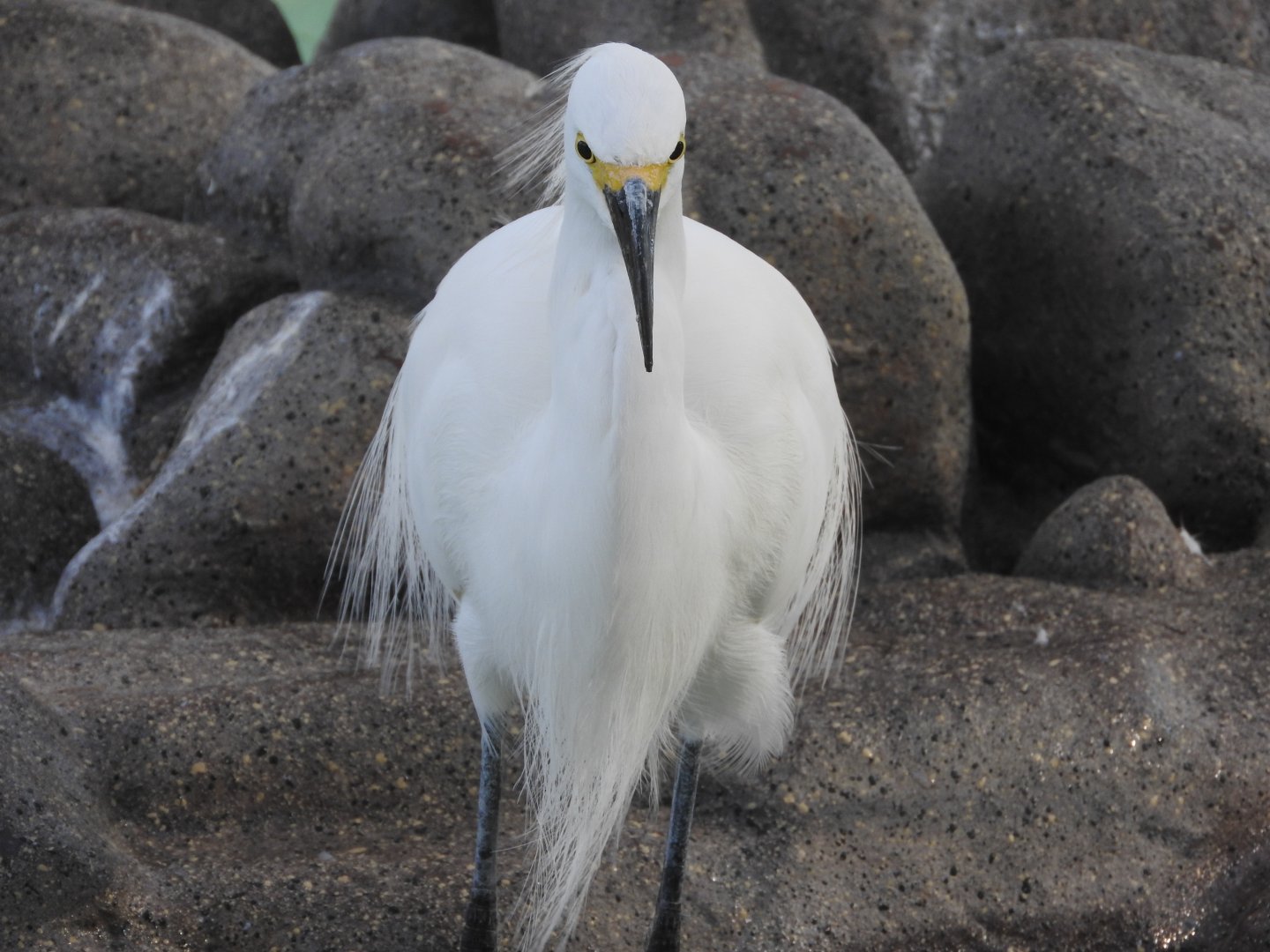 Snowy Egret