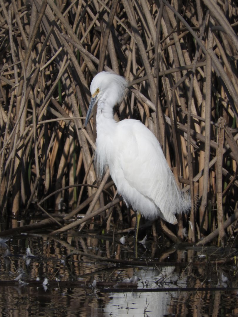 Snowy Egret