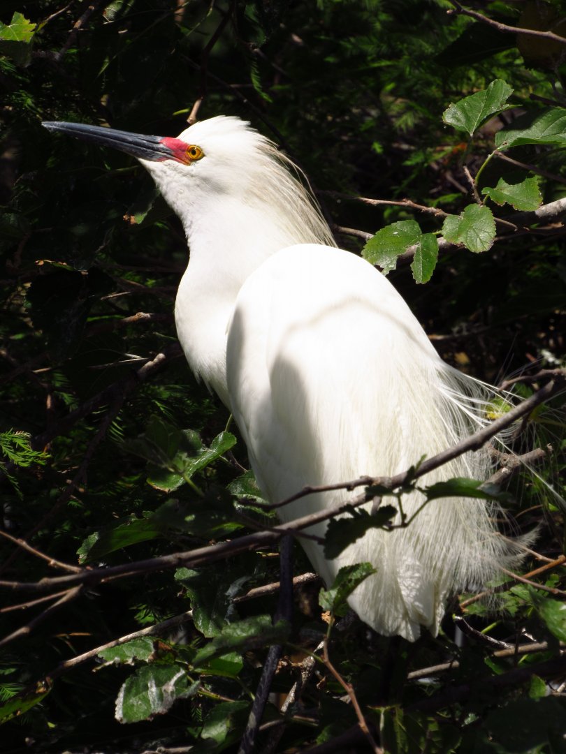 Snowy Egret