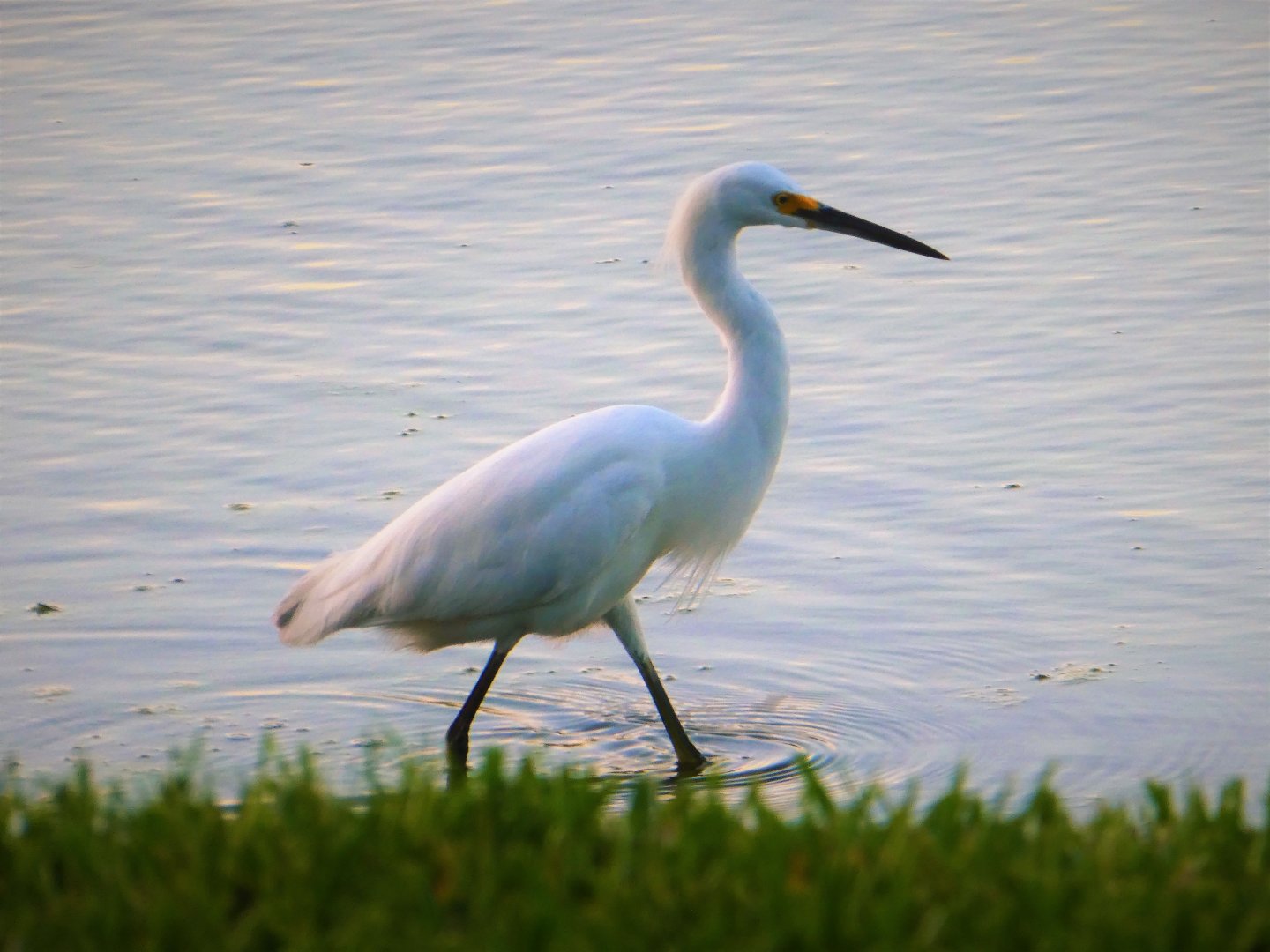 Snowy Egret