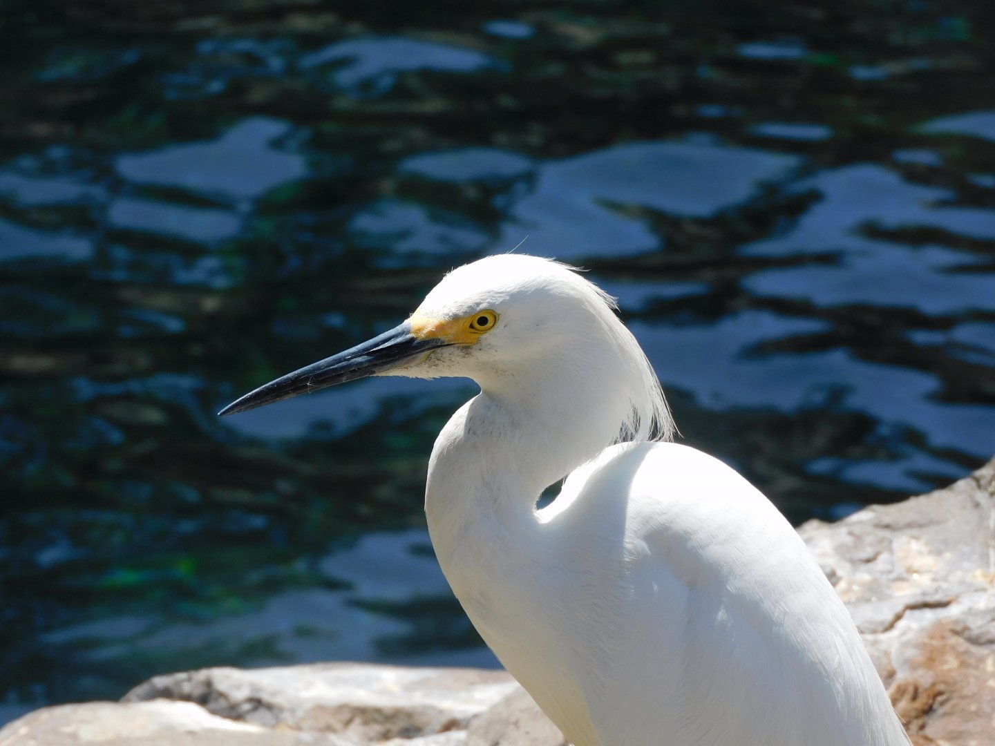 Snowy egret
