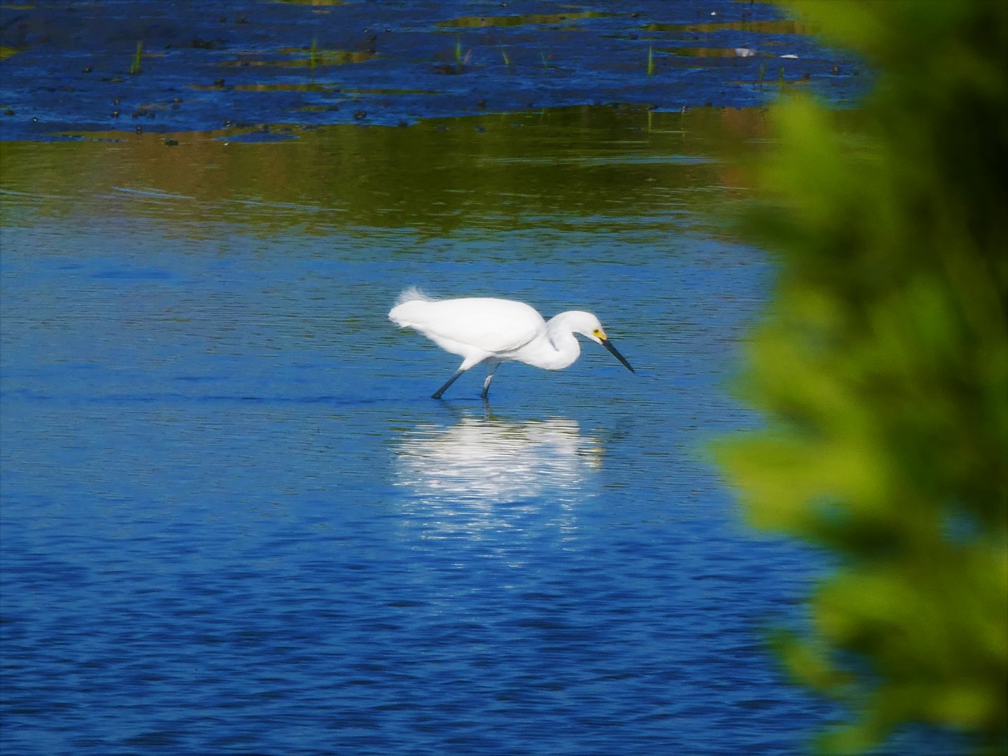 Snowy Egret