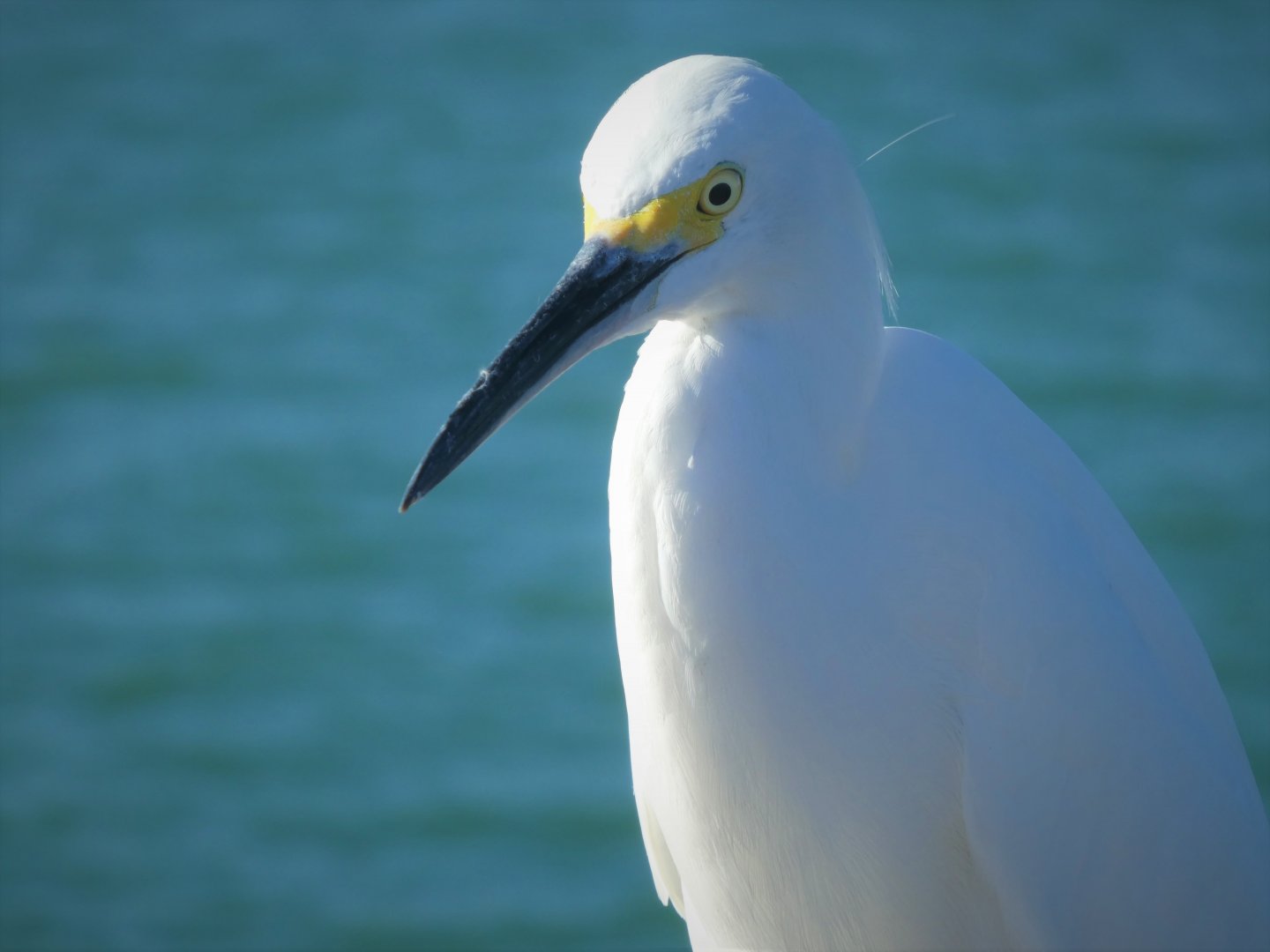 Snowy Egret