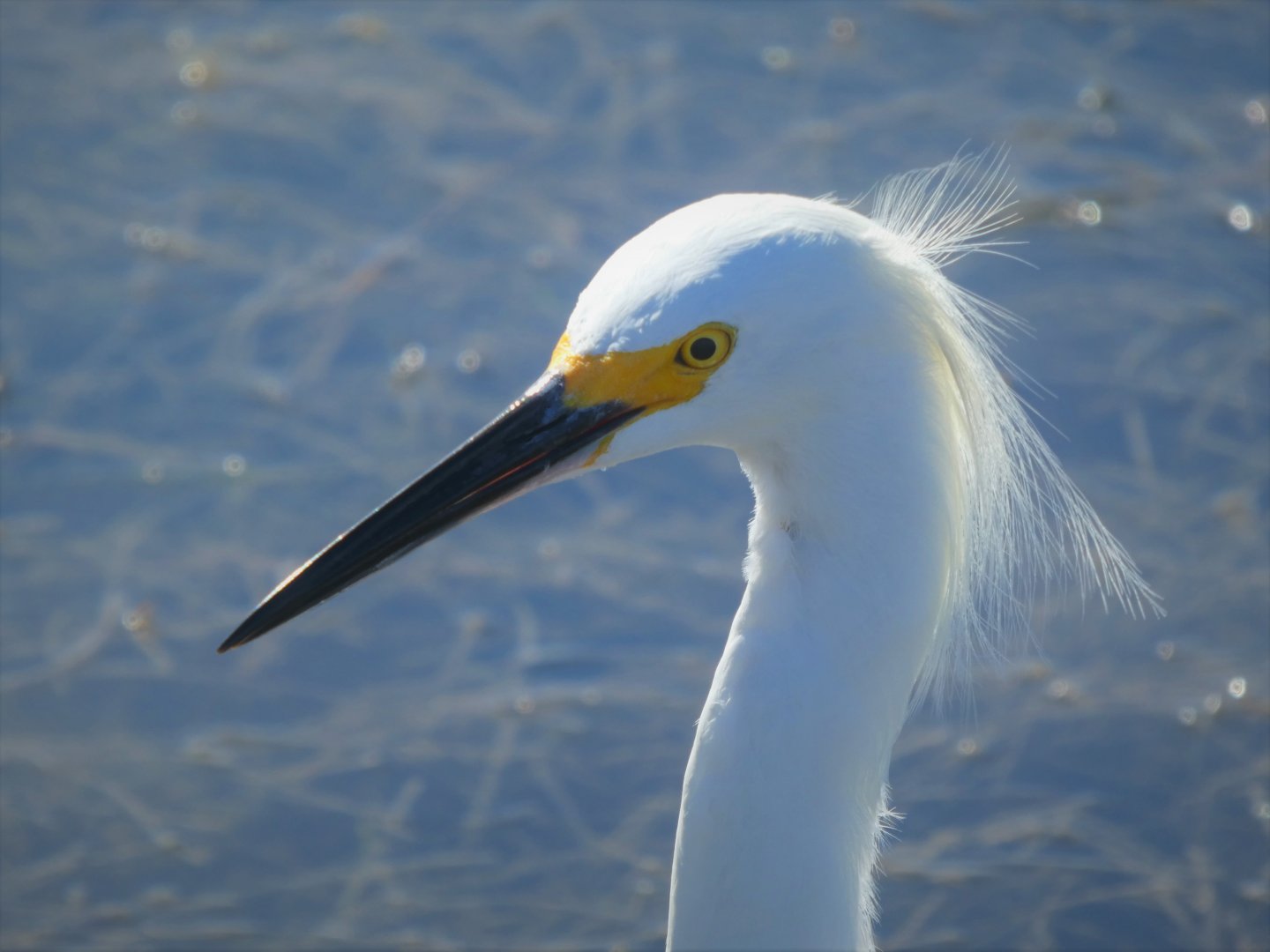 Snowy Egret