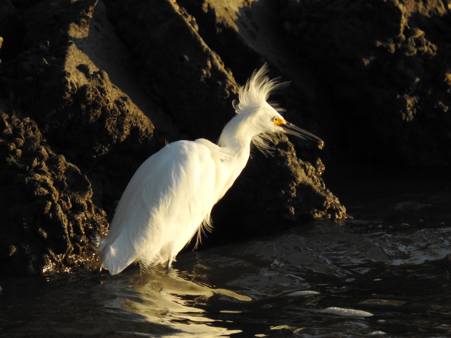 Snowy Egret