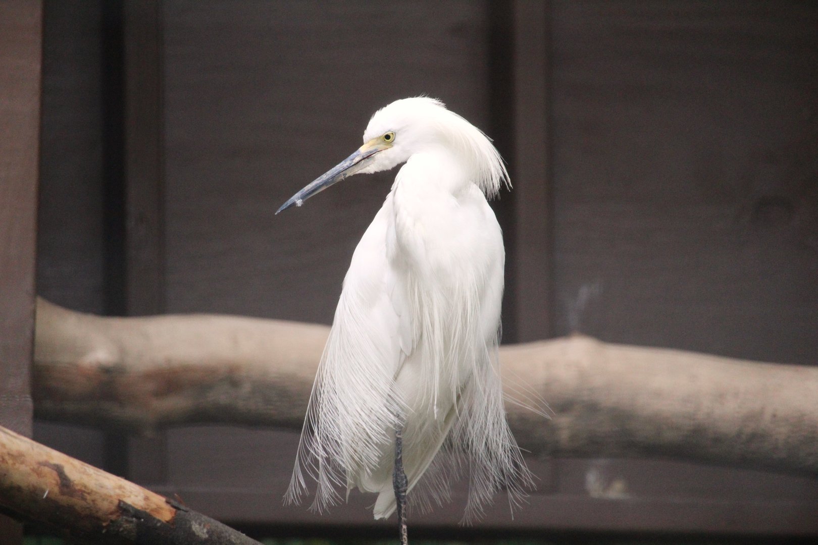 Snowy Egret
