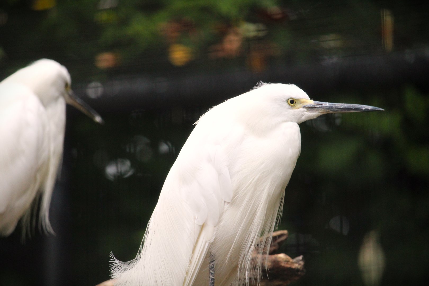 Snowy Egret