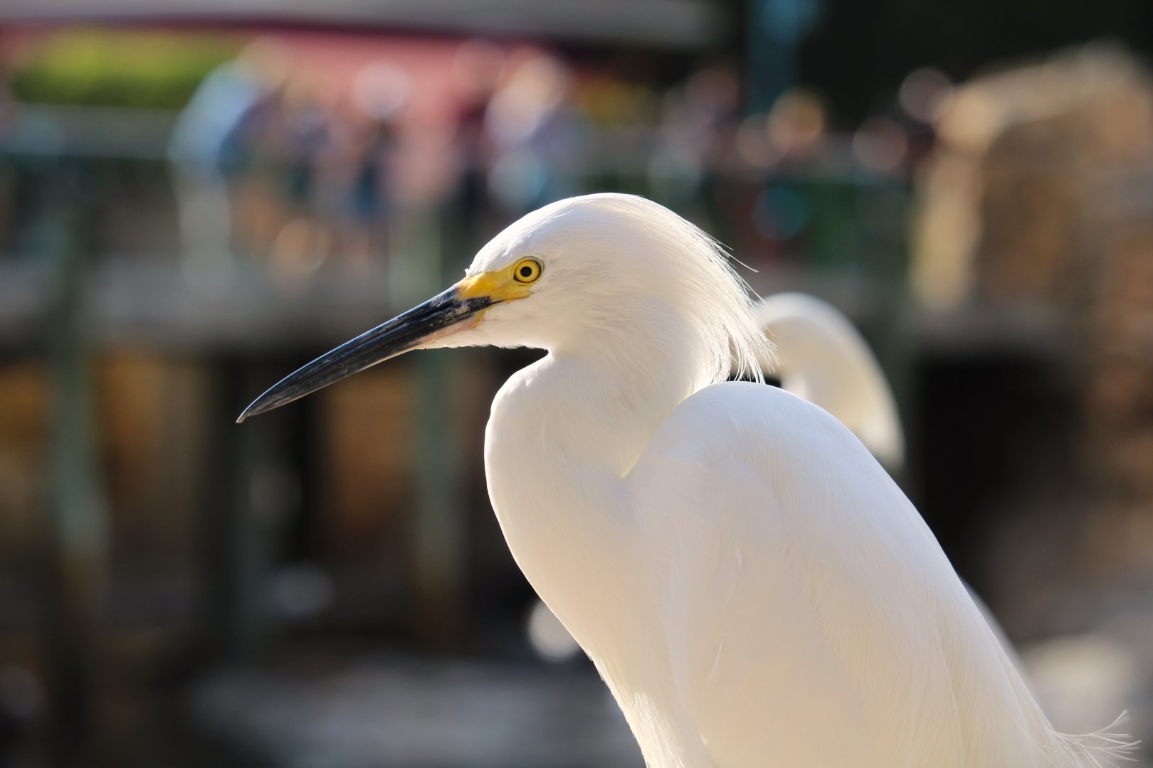 Snowy Egret