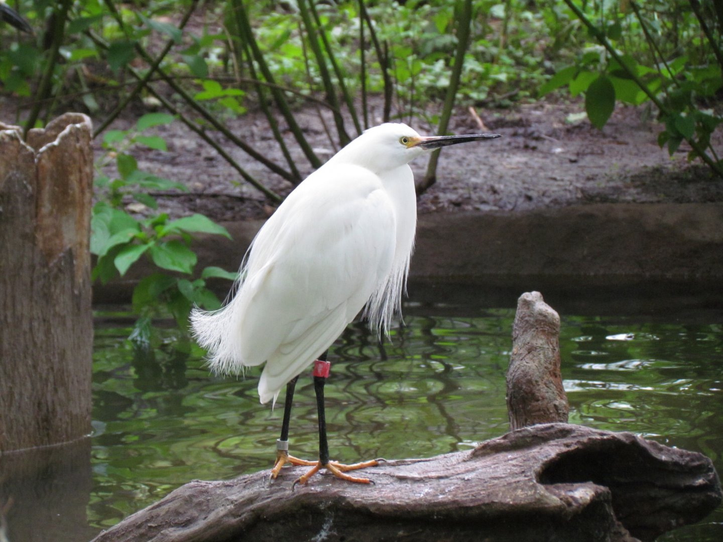 Snowy Egret