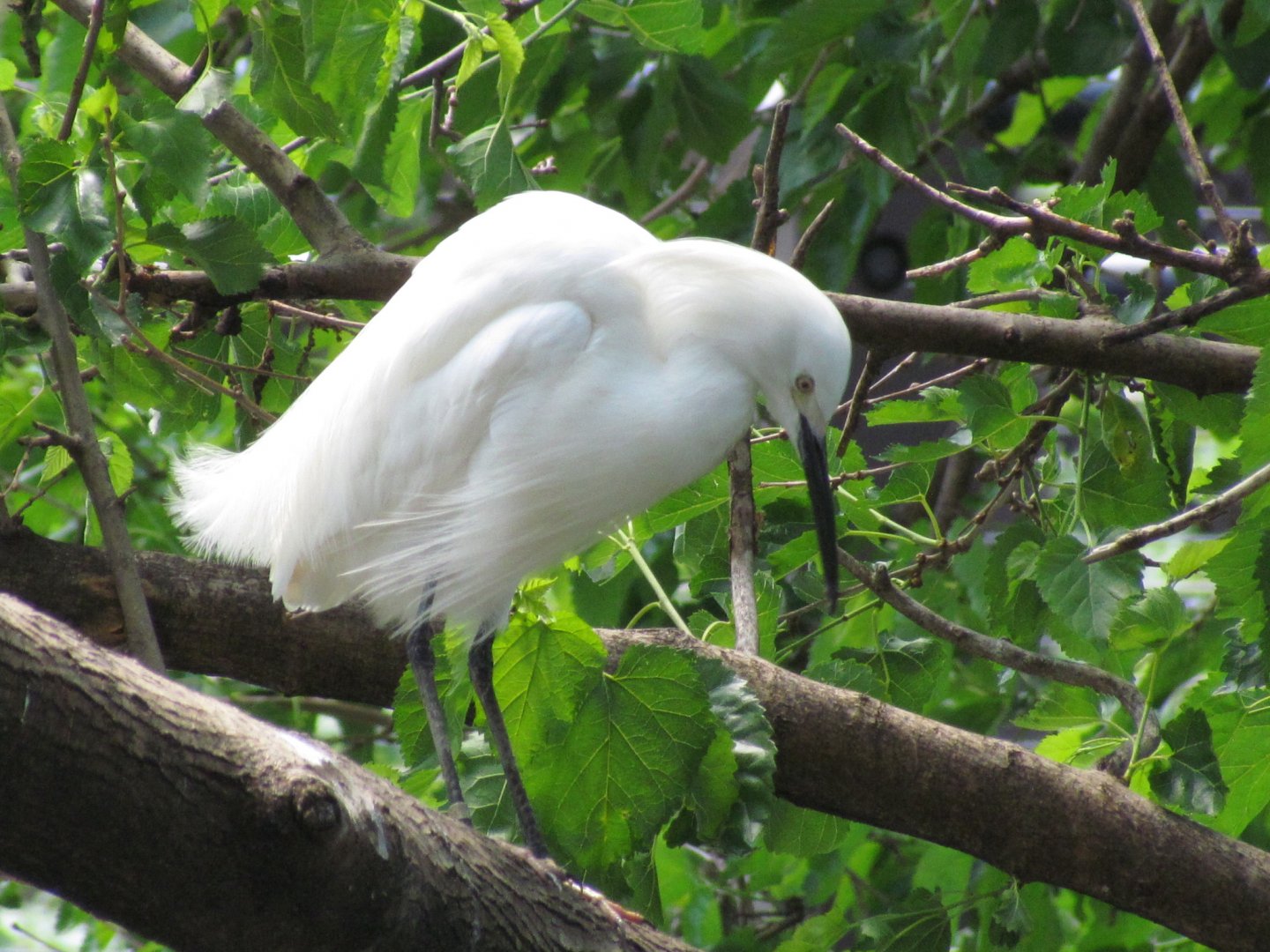 Snowy Egret