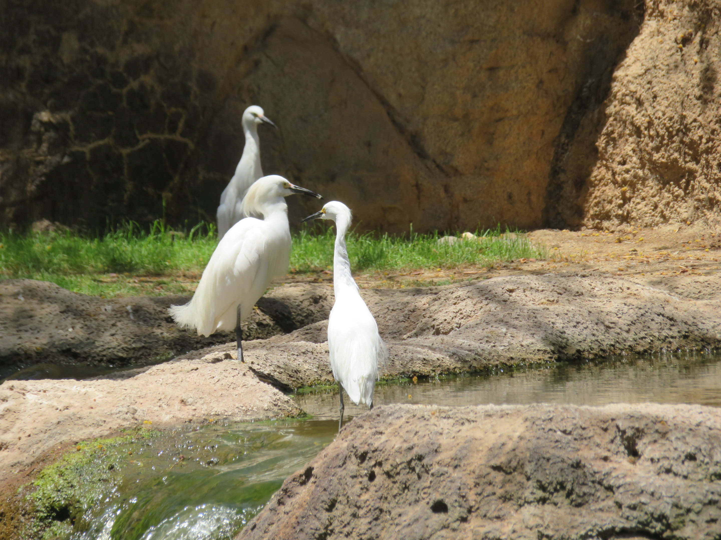 Snowy Egrets (Wild)