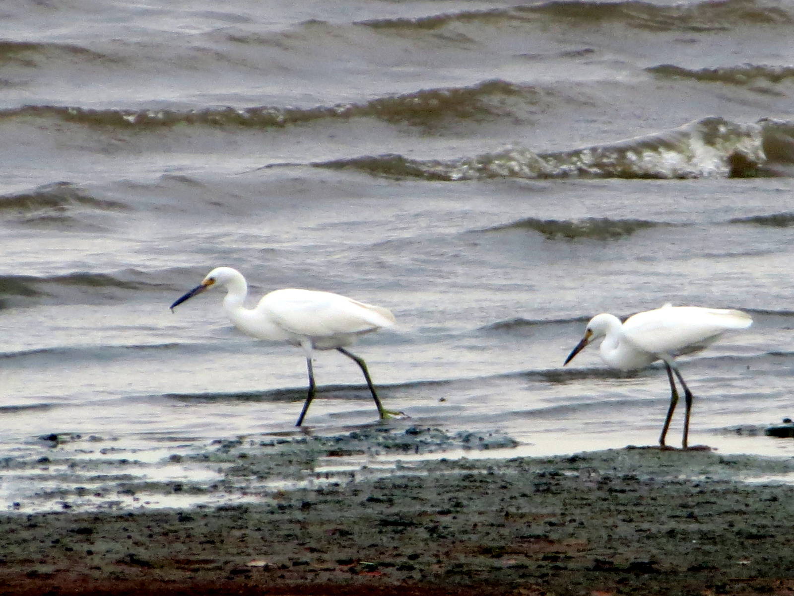 Snowy Egrets