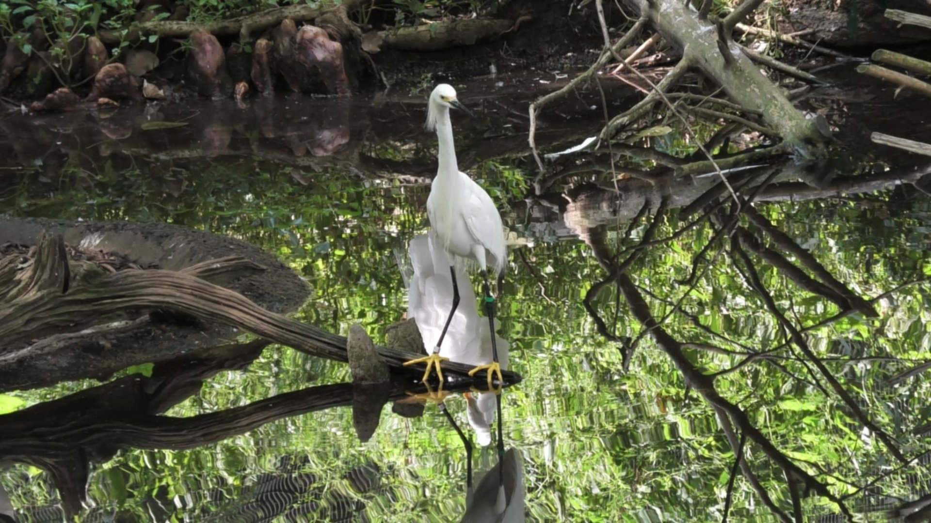 Snowy erget I believe