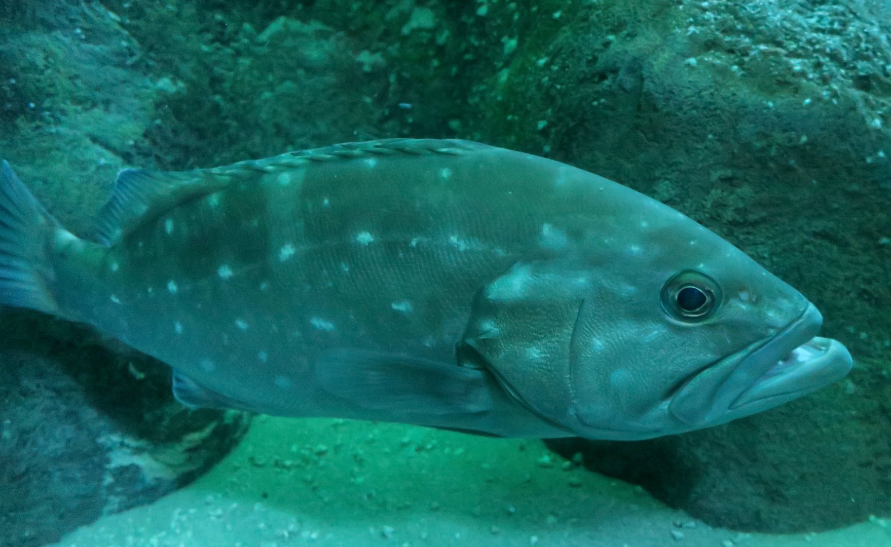 Snowy Grouper (Hyporthodus niveatus)