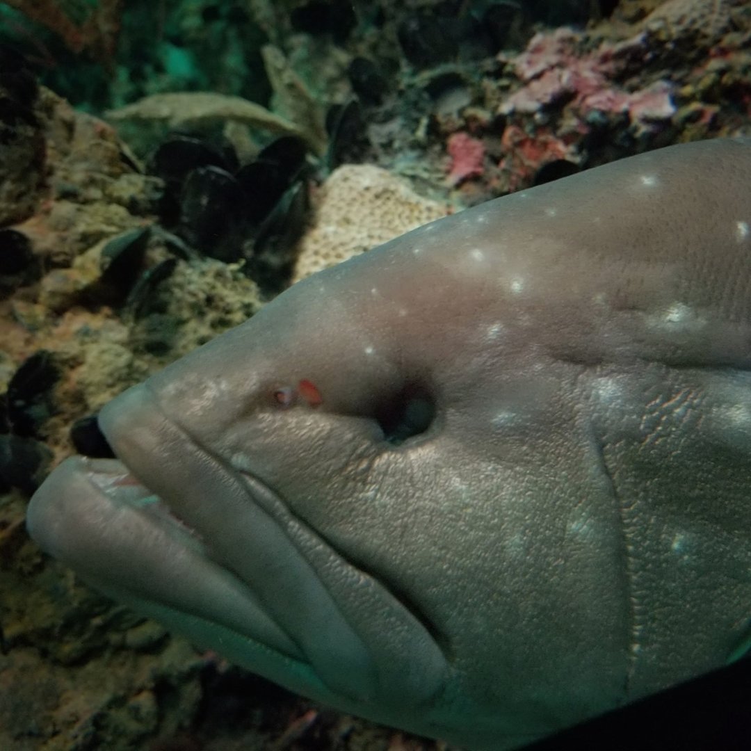 Snowy Grouper (Hyporthodus niveatus)