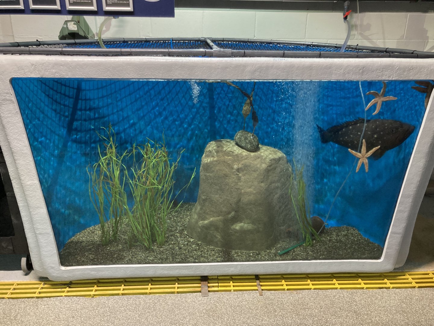 Snowy Grouper Tank (behind the scenes)