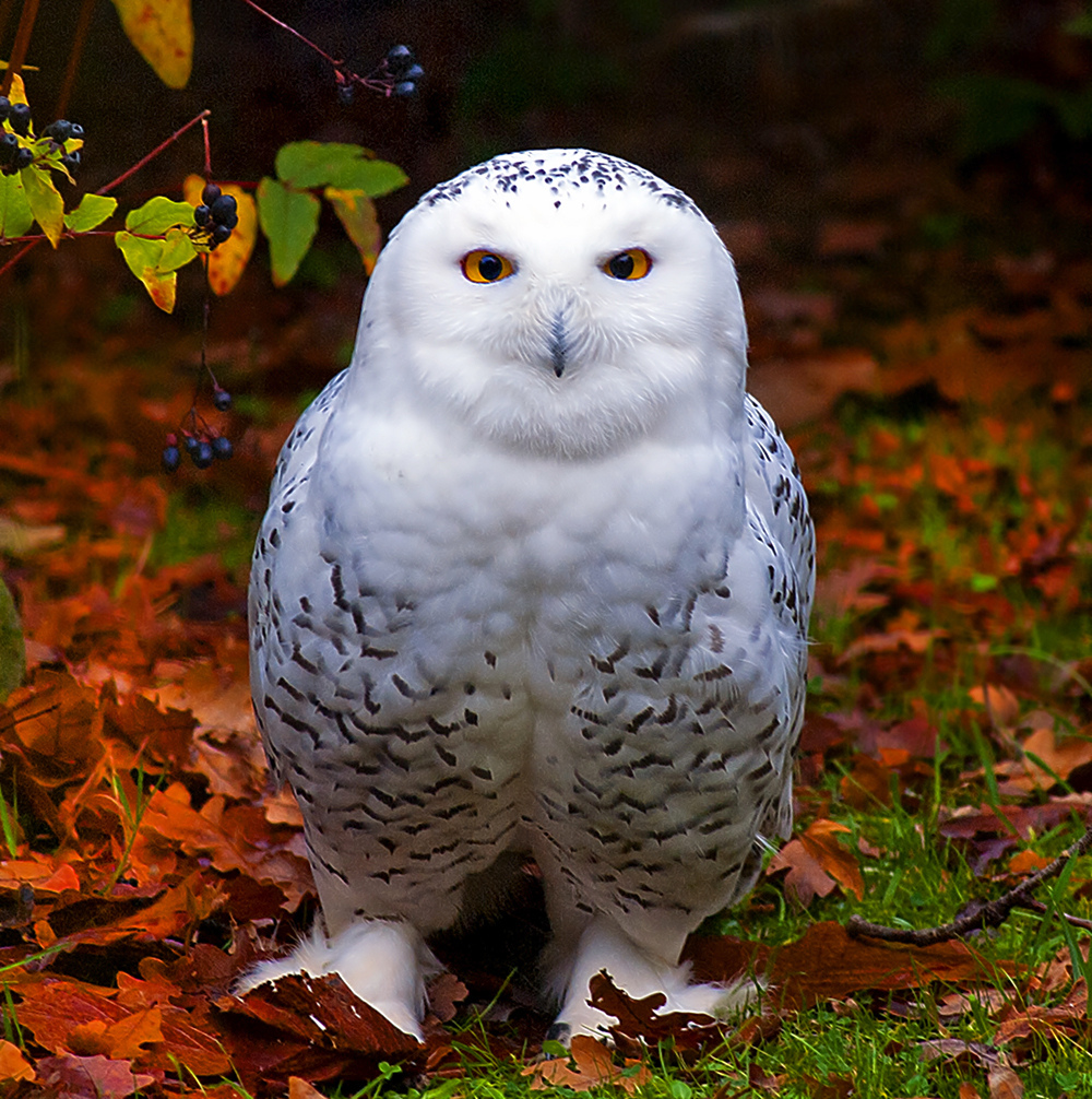 Snowy or Arctic Owl 2009