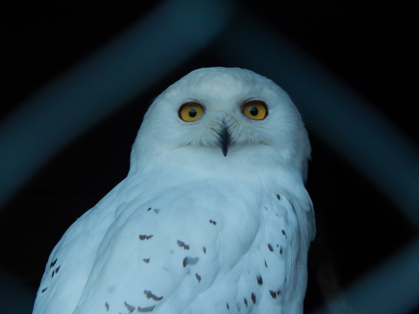 Snowy owl 020825