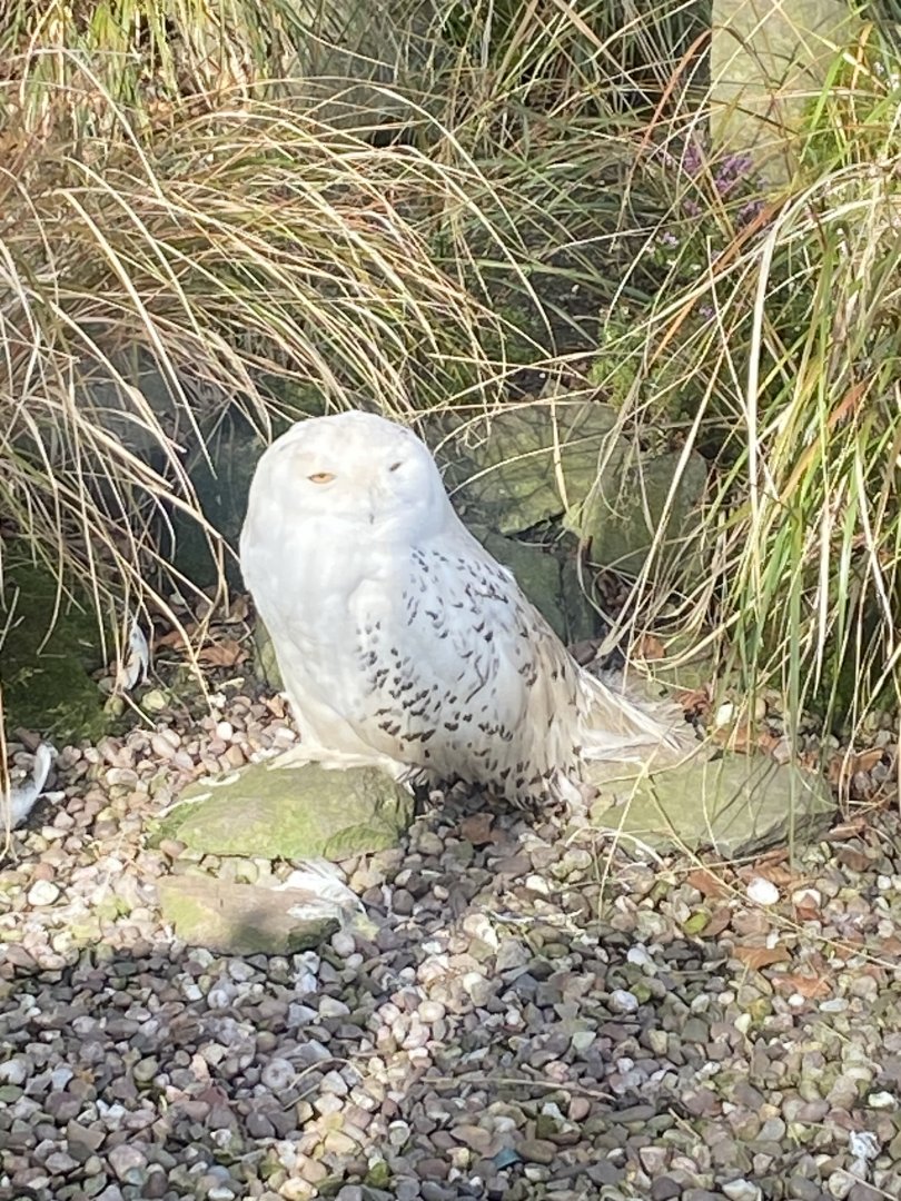 Snowy owl 040324