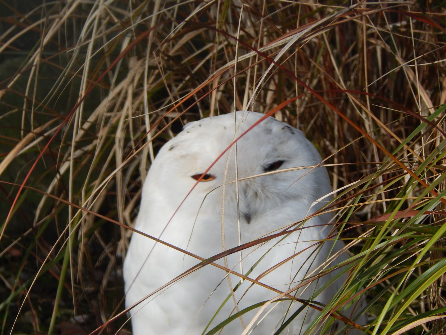Snowy owl 040324