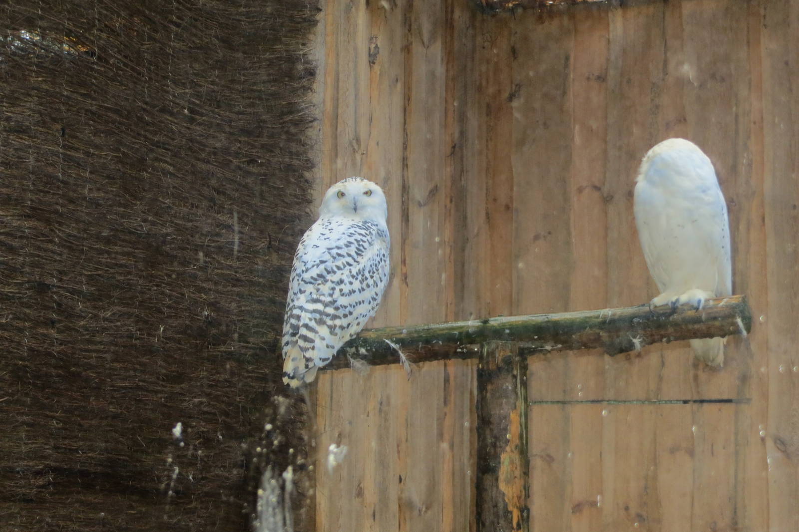 Snowy Owl 101012