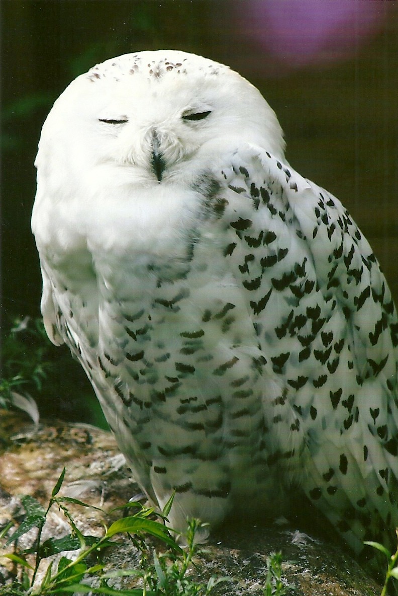 Snowy Owl 11th September 2012