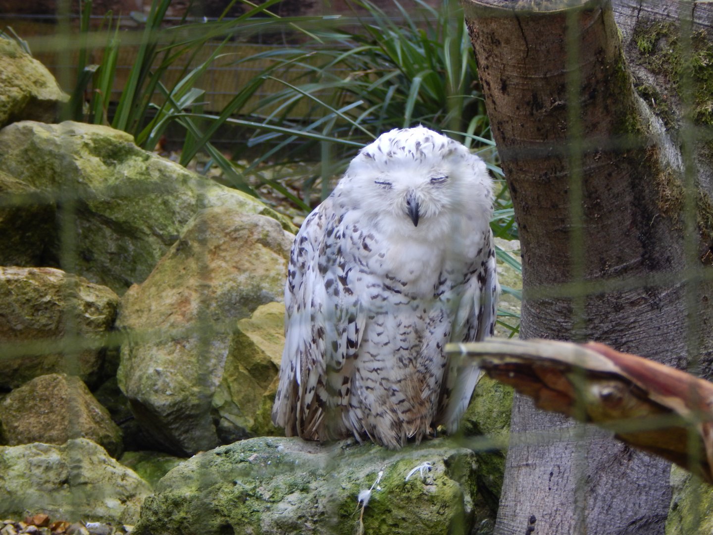 Snowy owl 130924
