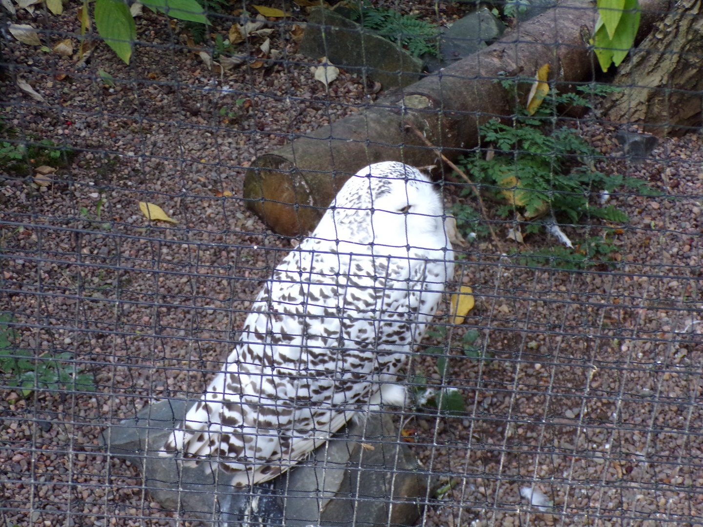 Snowy owl 14.10.23