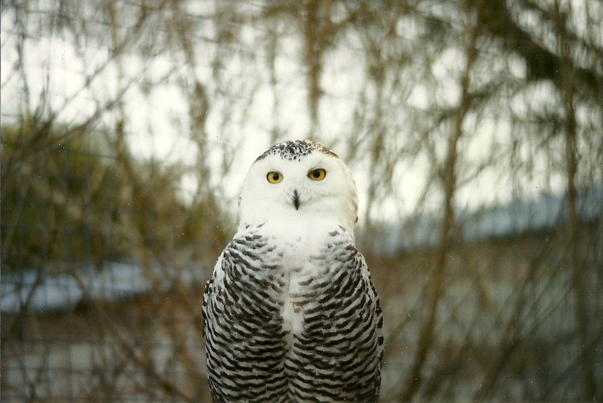 Snowy Owl 14th February 1996