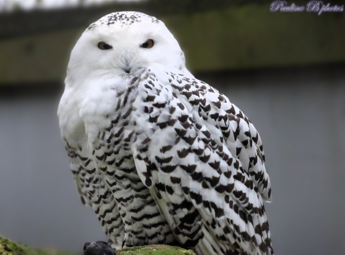Snowy Owl 16 November 2025