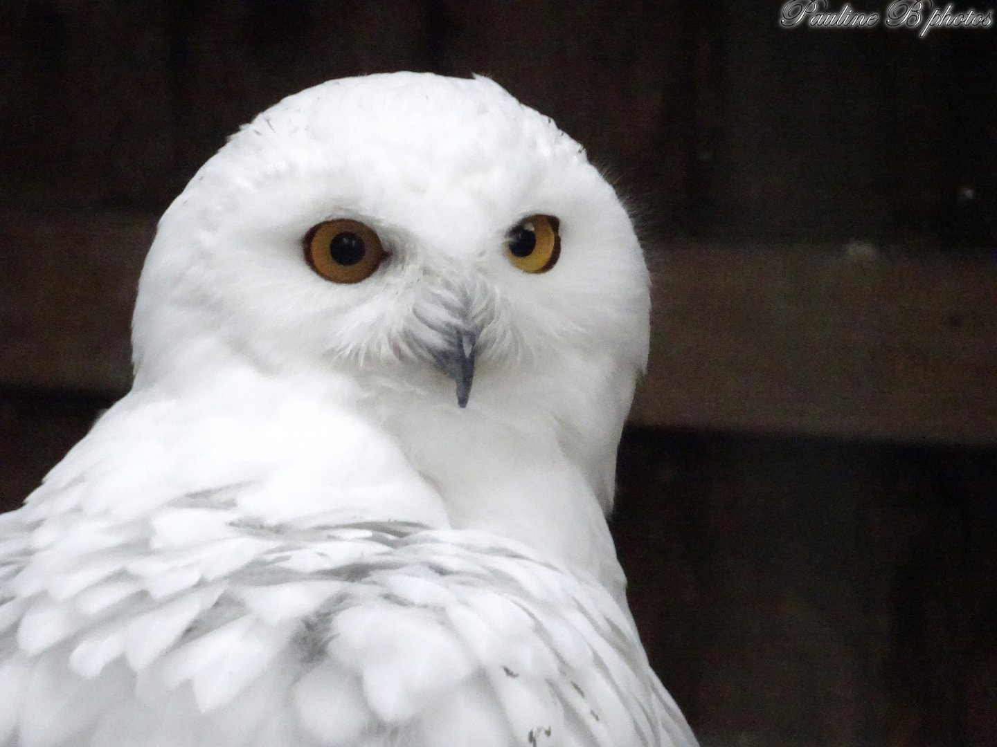 Snowy Owl 18 October 2025
