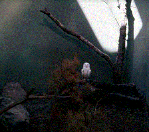 Snowy Owl 1976