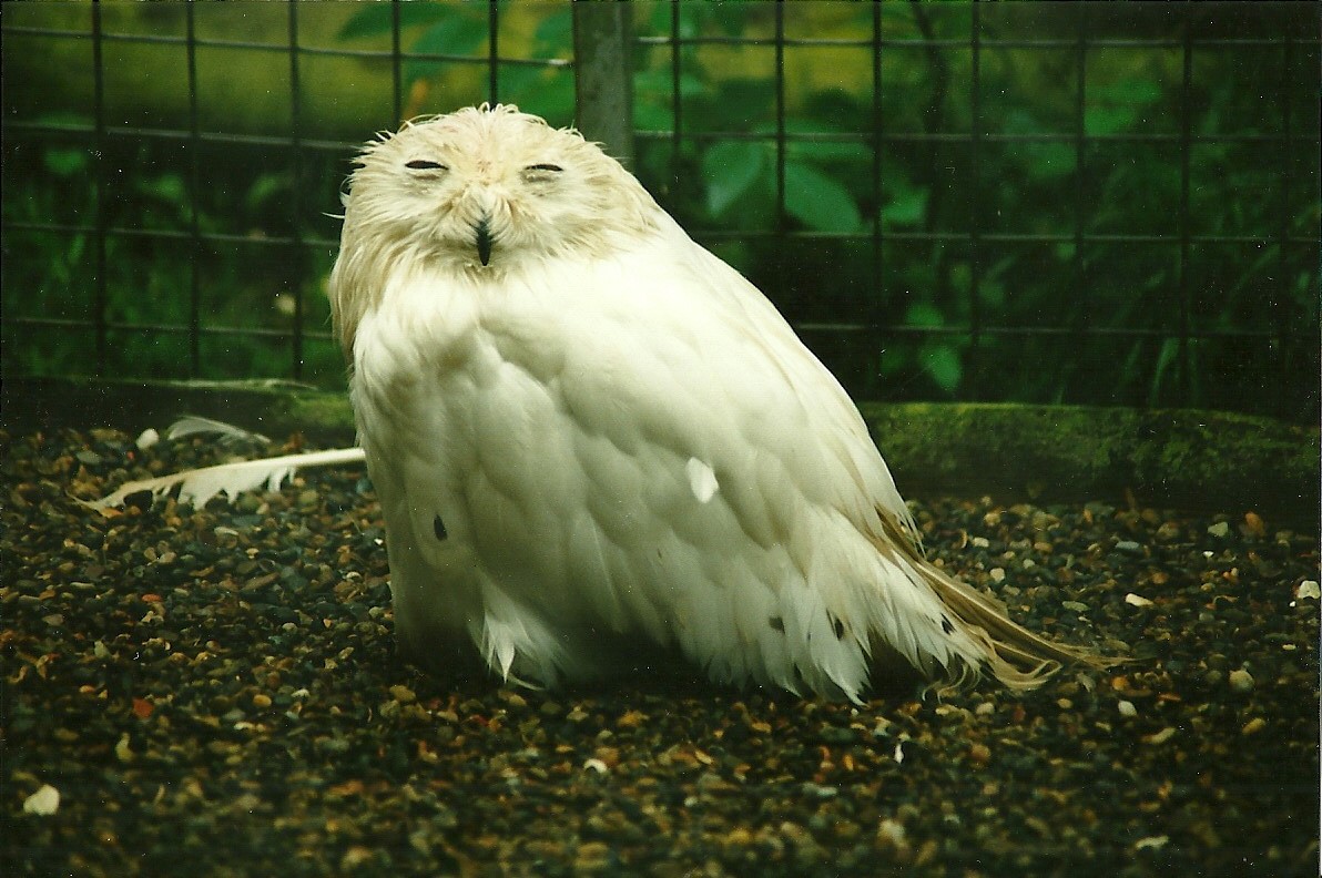 Snowy Owl 19th August 2000