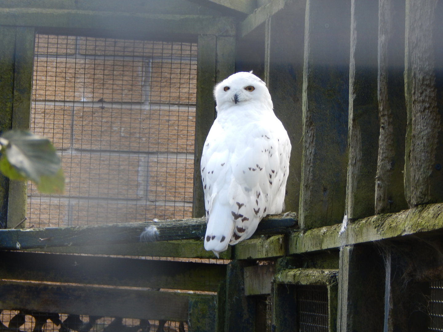 Snowy owl 200922