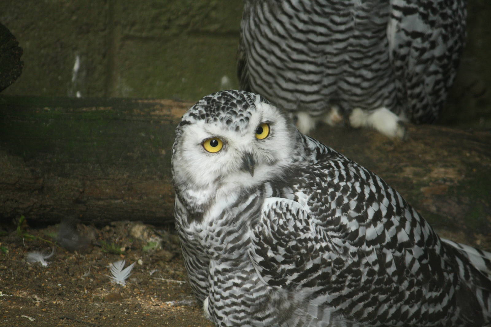 Snowy owl 21 August 2010