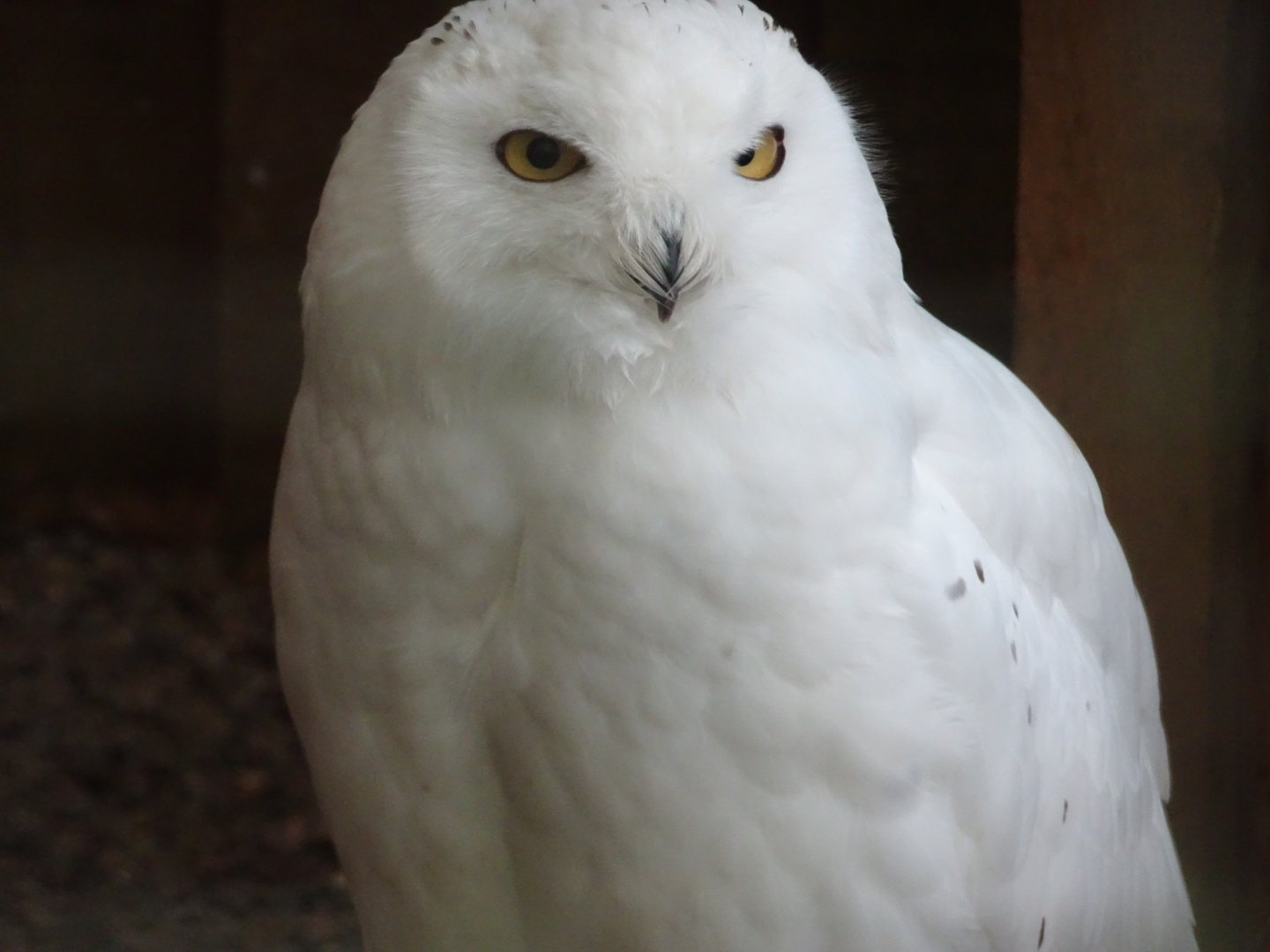 Snowy Owl  25 May 2025