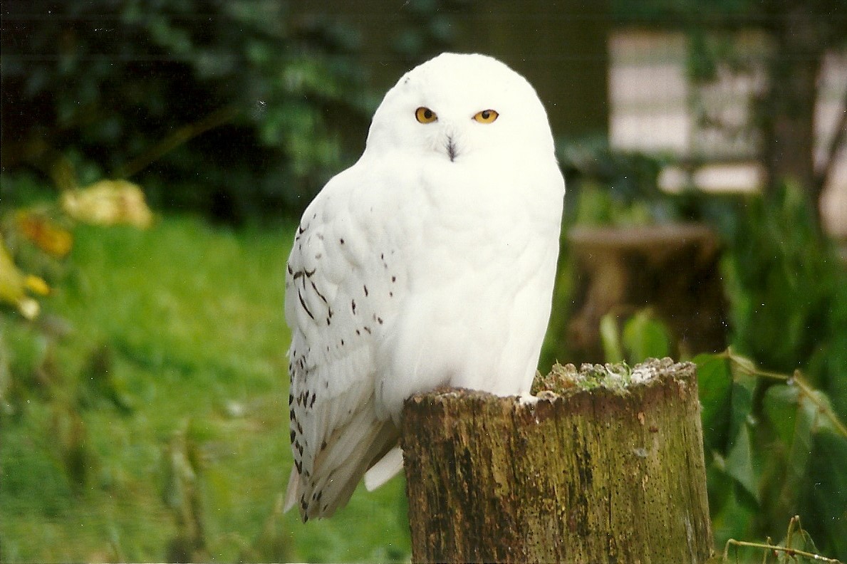 Snowy Owl 30th October 1997