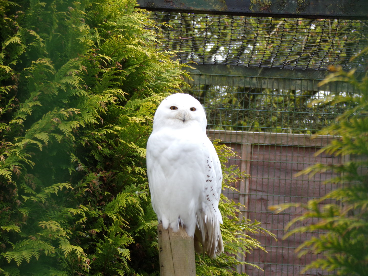 Snowy owl 7.5.23