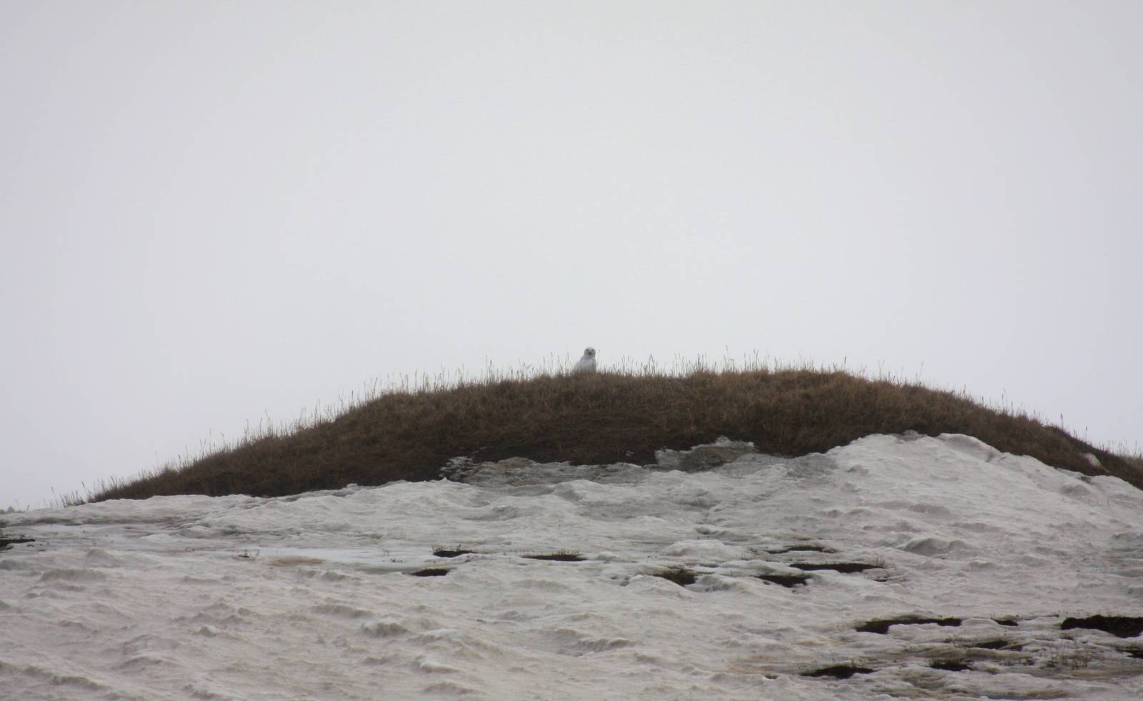 Snowy Owl - Alaska