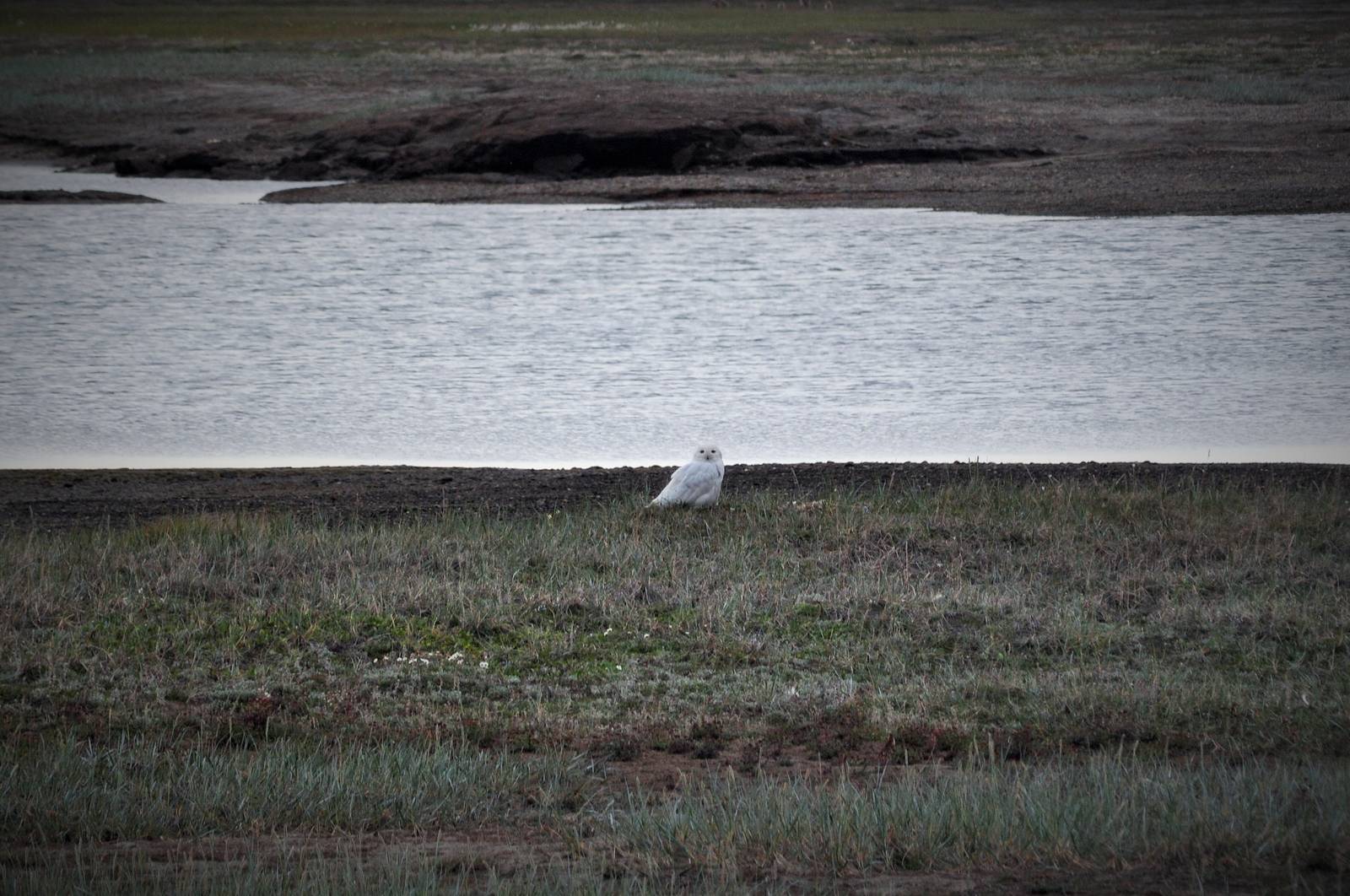 Snowy Owl - Alaska