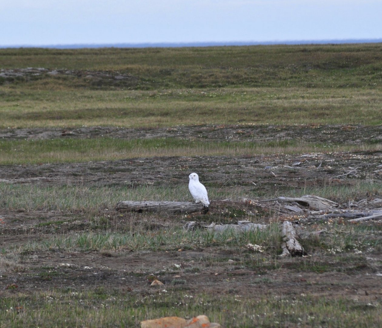 Snowy Owl - Alaska