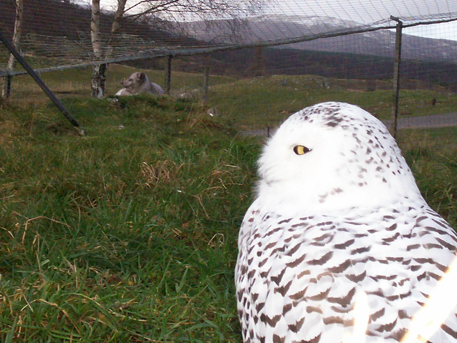 Snowy owl and arctic fox at the hwp