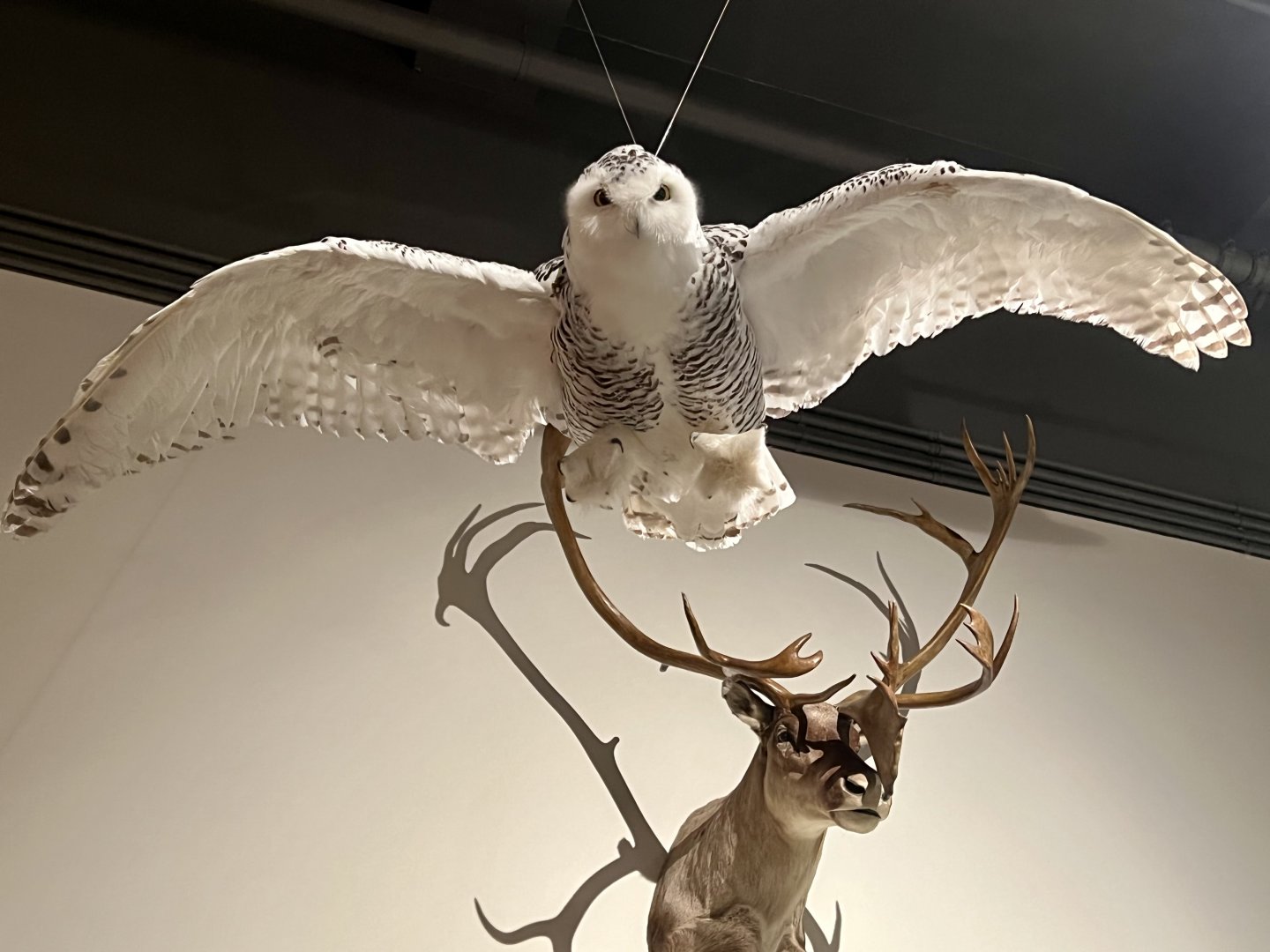 Snowy Owl and Caribou headmount