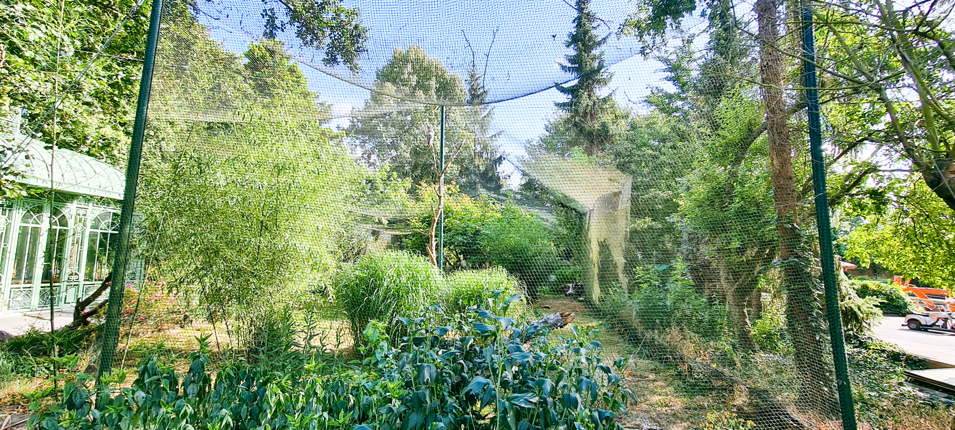Snowy Owl and Great Gray Owl aviary