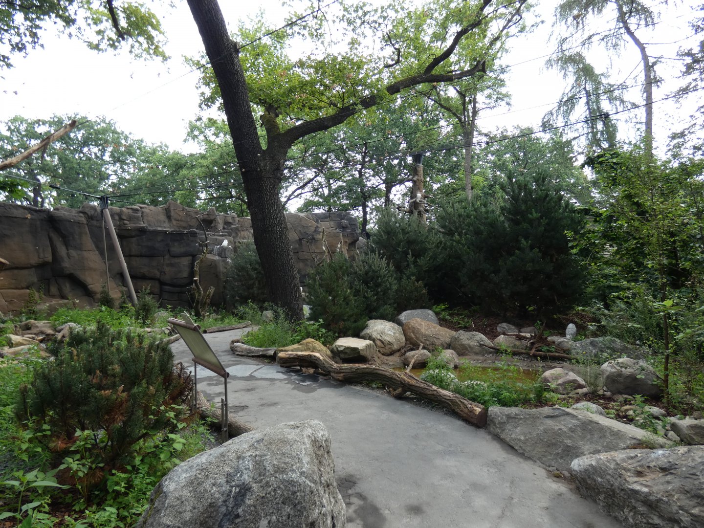 Snowy Owl and Great Grey Owl Walk-through