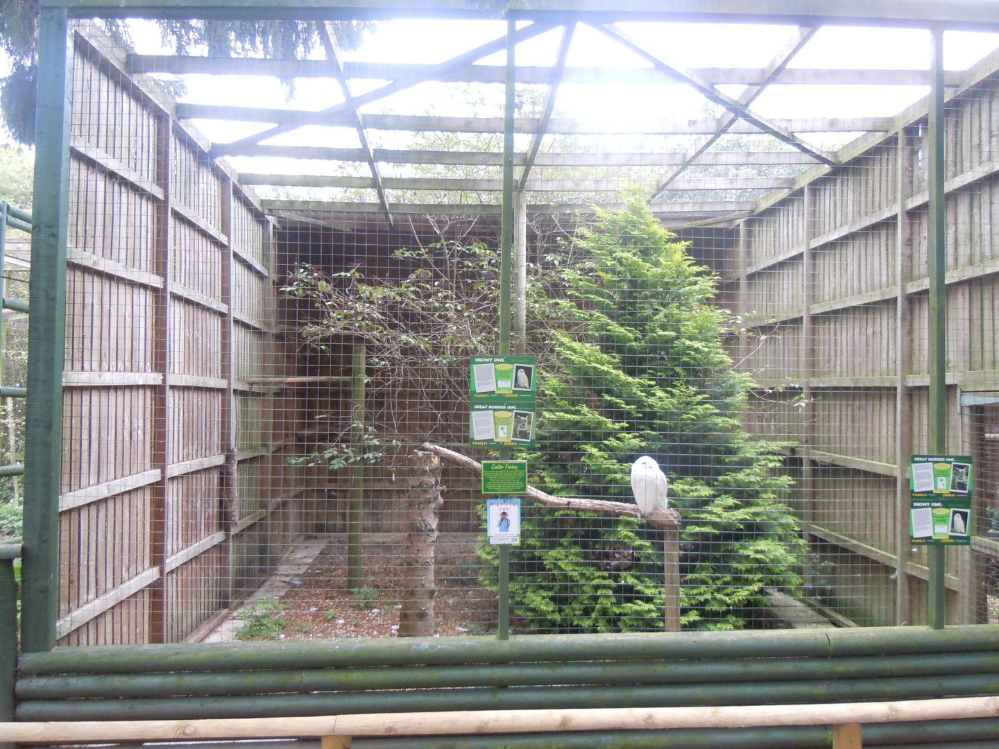 Snowy owl and Great horned owl aviary 100920