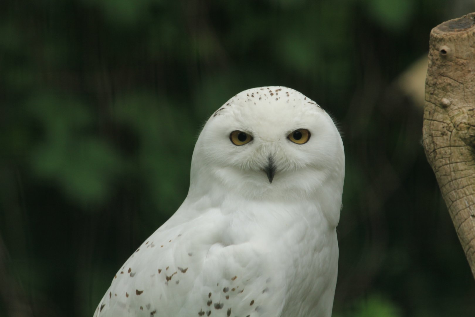 Snowy owl (April 2018)