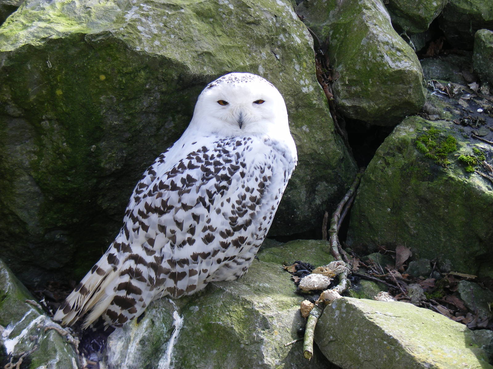 Snowy owl at Beale Park, 13th March 2010